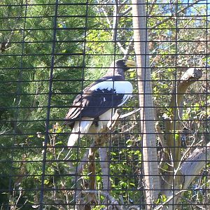 Steller's Sea Eagle 2-2-09