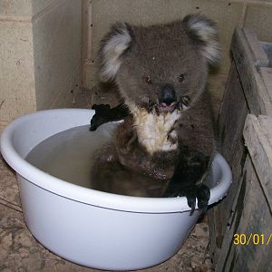 hot koala