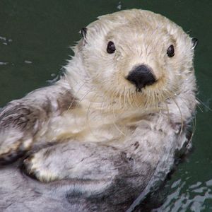 sea otters feeding