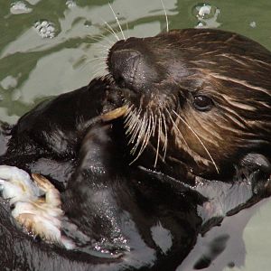 sea otters feeding