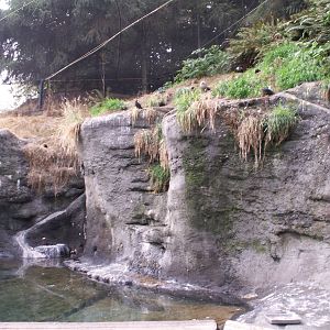 tufted puffins exhibit