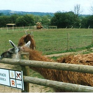Alpaca / Guanaco at Sleepy Hollow Farm Park, 25 May 1999
