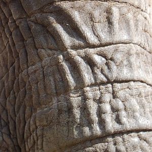 Animal Art? African Elephant