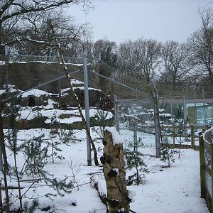 Snow Leopard enclosure with snow!
