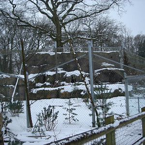 Snow Leopard enclosure 3/2/09
