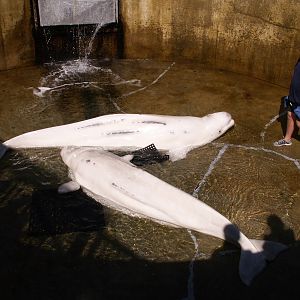 beluga in the "holding" pool