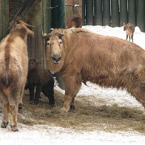 Takin at Liberec zoo