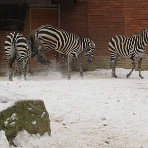 Maneless Grant zebra at Liberec zoo