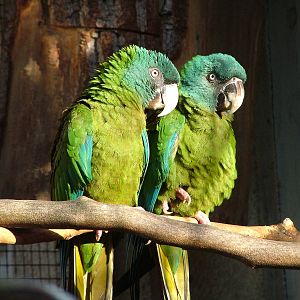 Blue-headed Macaws at Antwerp Zoo Jan 09