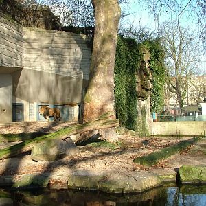 Lion enclosure at Antwerp Zoo Jan 09