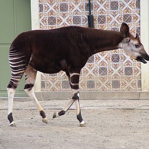 Okapi at Antwerp Zoo Jan 09