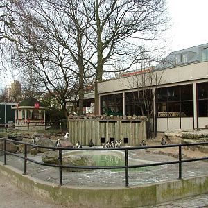 Humboldt's Penguin pool at Antwerp Zoo Jan 09