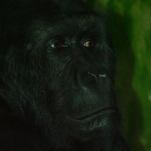 Eastern Gorilla at Antwerp Zoo Jan 09