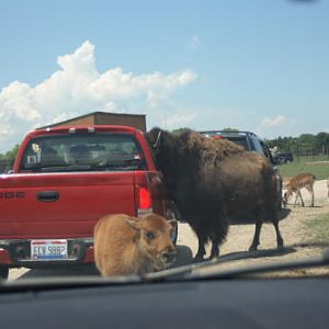 African Safari Wildlife Park drive-through
