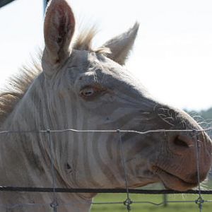 African Wildlife Safari Park - Leucistic zebra (June 2008)