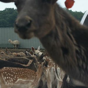 African Wildlife Safari Park (June 2008)