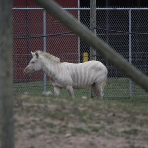 African Wildlife Safari Park - Leucistic zebra (June 2008)