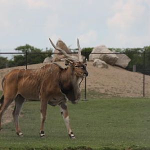 African Wildlife Safari Park - Giant eland (June 2008)