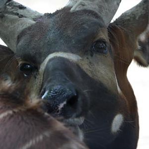 African Wildlife Safari Park - Bongo (June 2008)