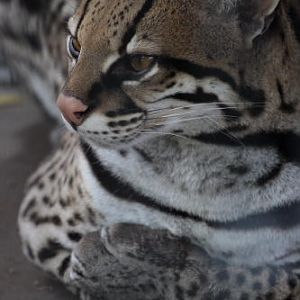 African Wildlife Safari Park - Ocelot (June 2008)
