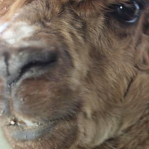 African Wildlife Safari Park - Alpaca (June 2008)