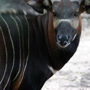 African Wildlife Safari Park - Bongo (June 2008)