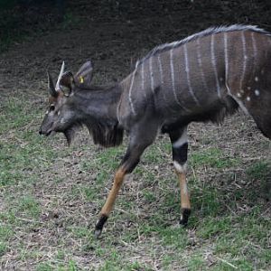 African Wildlife Safari Park - Nyala (June 2008)