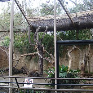 Fossa exhibit