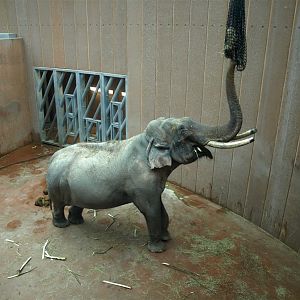 Copenhagen Zoo - Elephant bull indoors