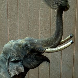 Copenhagen Zoo - Chieng Mai