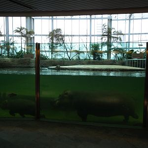 Copenhagen Zoo - Hippo House