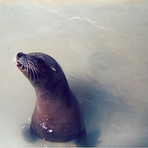 Sea lion at Mr. Marvel's Fun Park in Scarborough, 24 August 1986