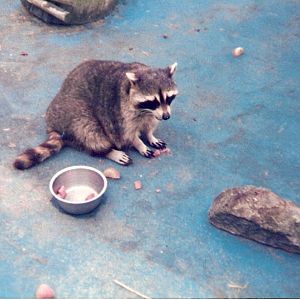 Raccoon at Mr. Marvel's Fun Park in Scarborough, 24 August 1986