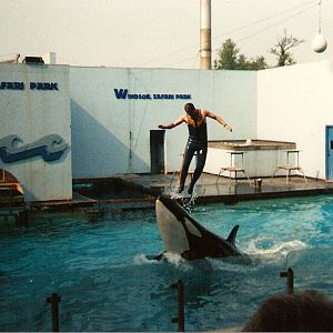 Winnie the orca at Windsor Safari Park, 20 May 1989