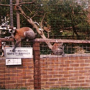 Ring-tailed lemurs at Gatwick Zoo, 20 May 1990