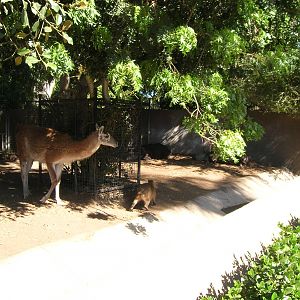 Guanaco Following a Capybara 2-4-09