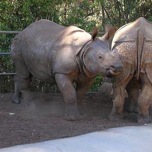 Indian Rhino 2-4-09