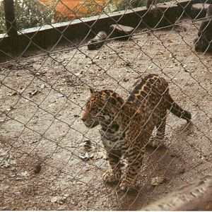 Jaguar cub at Dartmoor Wildlife Park, 4 October 1993