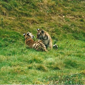 Blotch and Stripe the amur tiger cubs at Dartmoor Wildlife Park, 4 October
