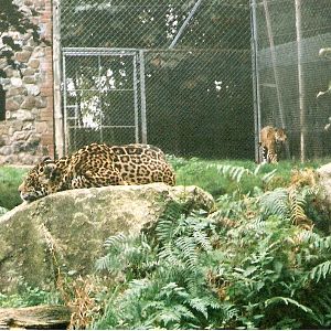 Jaguars at Dartmoor Wildlife Park, 4 October 2001