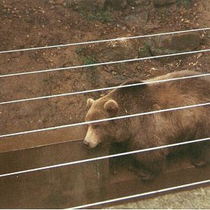 Hayley the European Brown Bear at Dartmoor Wildlife Park, 4 October 1993