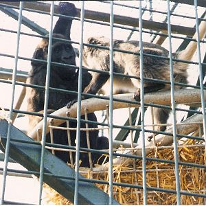 Gorilla and Samango Monkey at Howletts Wild Animal Park, 4 April 2002