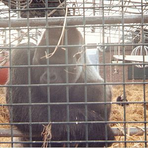 Gorilla at Howletts Wild Animal Park, 19 March 1995