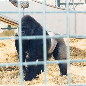 Kifu the gorilla at Howletts Wild Animal Park, 4 April 2002