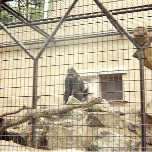 Daniel the gorilla at Bristol Zoo, 26 June 1994
