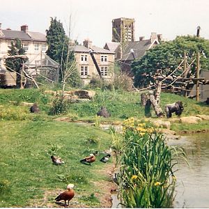 Undi, Salome and Claus the gorillas at Bristol Zoo, 28 May 1999