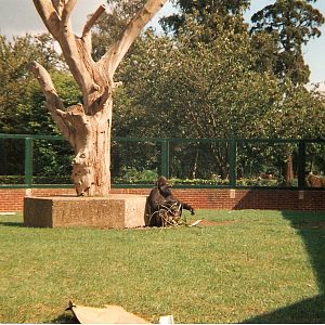Biddy the gorilla at Twycross Zoo, 9 September 1995