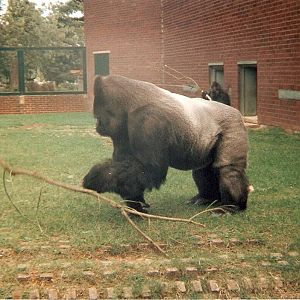 Mamfe the gorilla at Twycross Zoo, 9 September 1995
