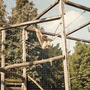 Jake the lar gibbon at Welsh Mountain Zoo, 17 September 1996