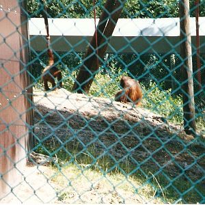 Gordon and Amy the orangs at Monkey World, 15 July 2001
